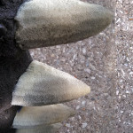 RobertPruitt_Godzilla_Feet_03