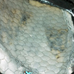 RobertPruitt_Godzilla_Tail_01