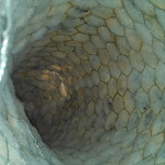 RobertPruitt_Godzilla_Tail_04