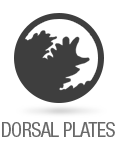 icons_sized_dorsalPlates