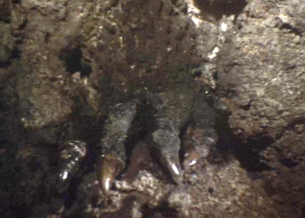 Ebriah, Horror of the Deep Behind