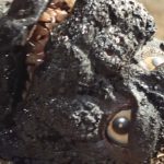 Invasion_Astro-Monster_Screencaps_11