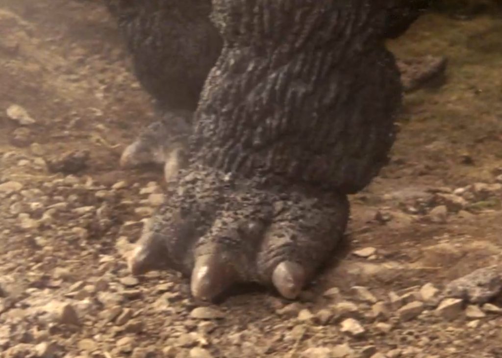 Son of Godzilla Musuko Suit