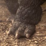 Son of Godzilla Musuko Suit