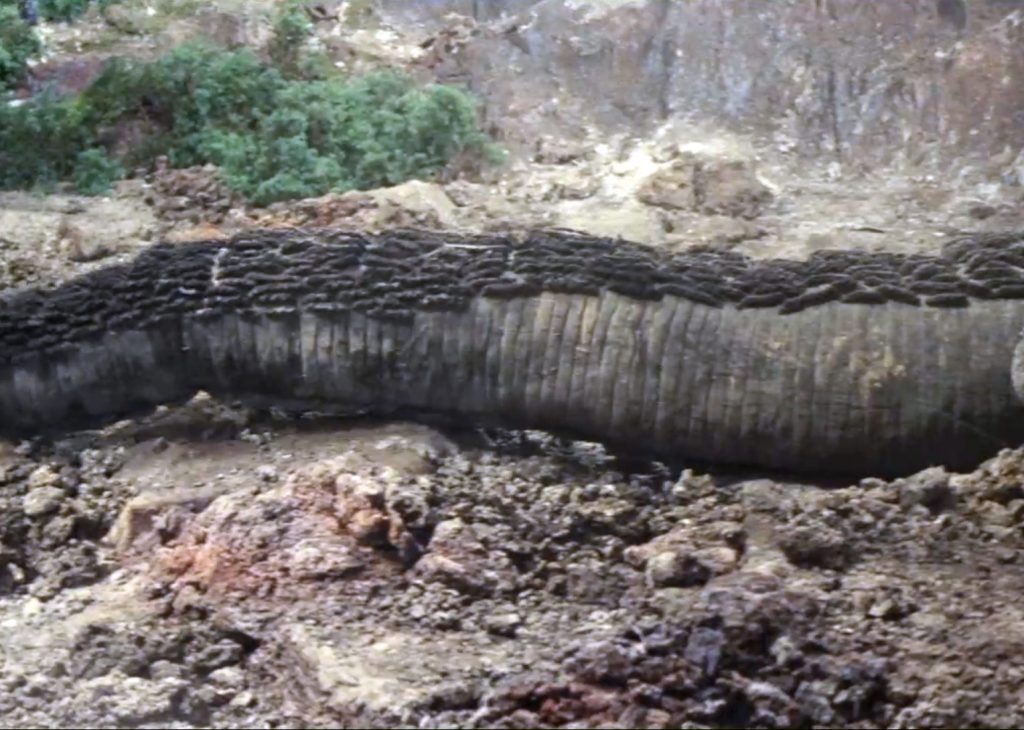 Son of Godzilla Musuko Suit