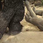 Son of Godzilla Musuko Suit