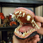 tristandomay_teethandeyes_05