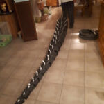 Jonathan Le Guedar Mechagodzilla tail