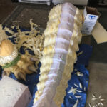 KrysBaioa_FusionGodzilla_Tail_022