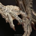 Spiral-Legacy-Tanka-Kenichi_Zilla_16