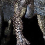 ToraGoji_1998_BTS_Finished-Suit_10