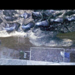 godzilla-1998-screencaps_37