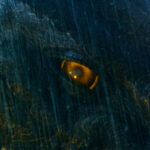 godzilla-1998-screencaps_41