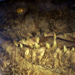 godzilla-1998-screencaps_60
