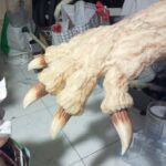 MatteoSimoni_Godzilla94_arms-hands_13