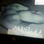 MatteoSimoni_Godzilla94_mouth_03