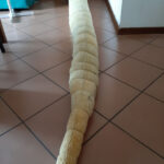 MatteoSimoni_Godzilla94_tail_09