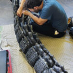 MatteoSimoni_Godzilla94_tail_24