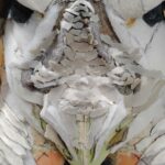 KEVIN-JONES-GODZILLA-TEXTURE-8